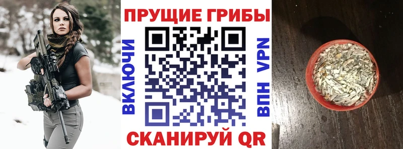 Псилоцибиновые грибы MAGIC MUSHROOMS  где купить наркотик  Галич 